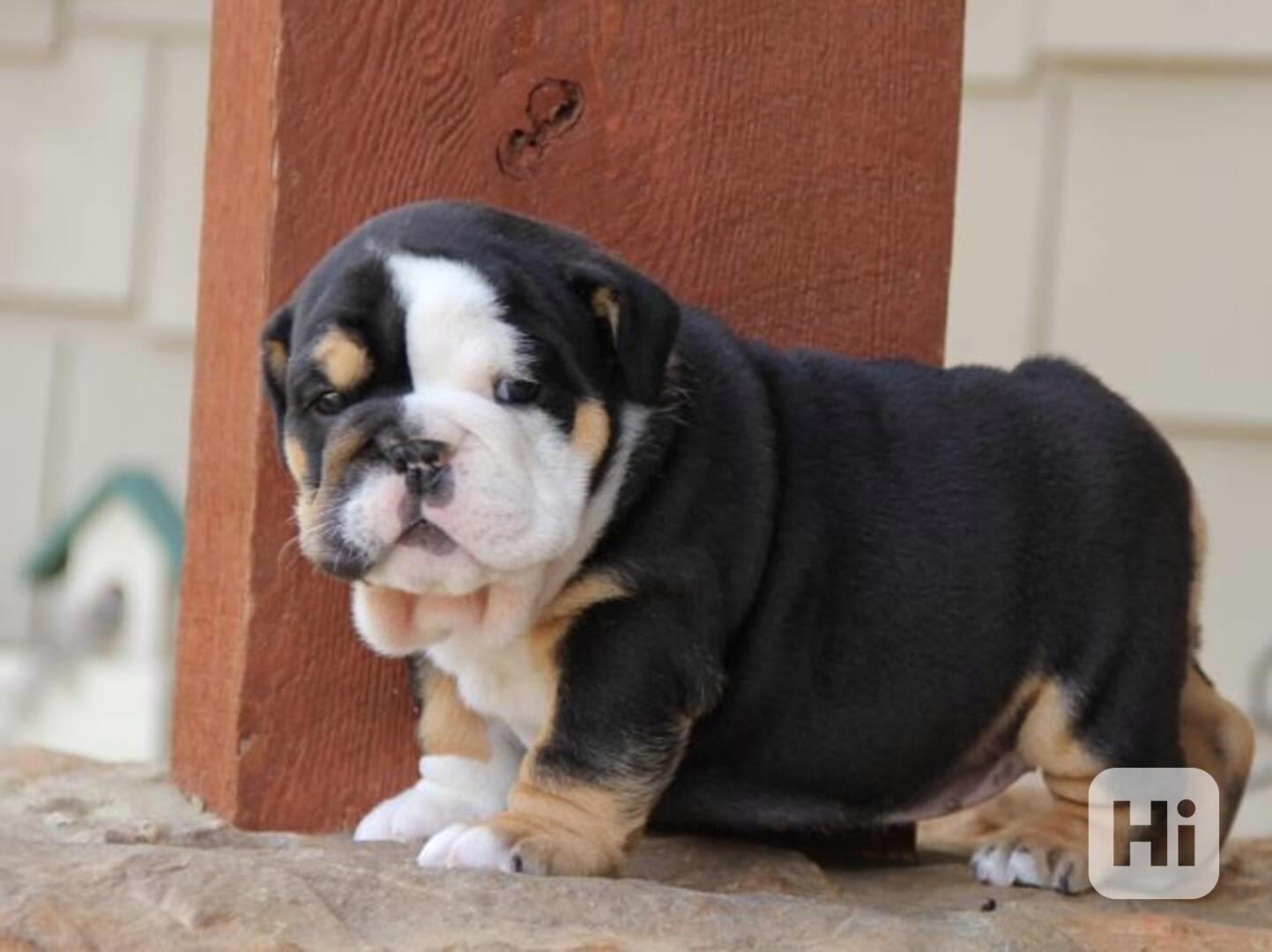 Anglický buldok s pp - foto 1