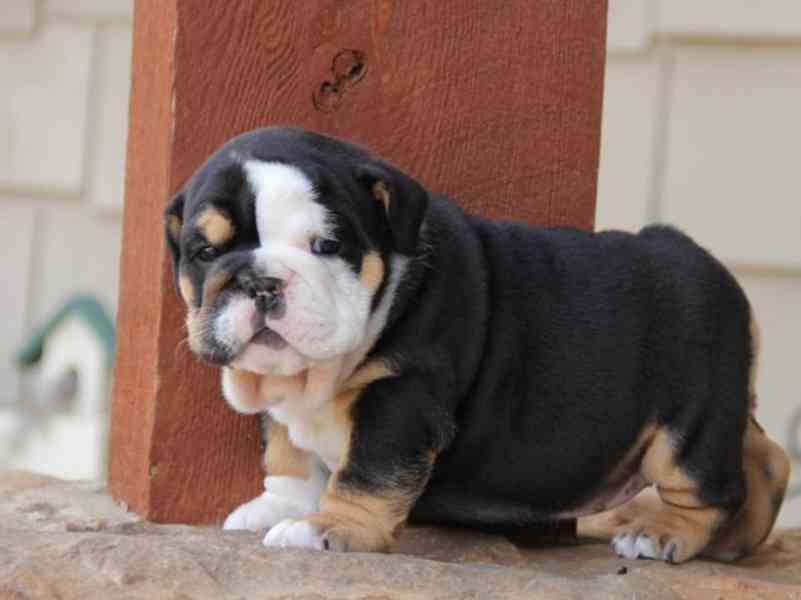 Anglický buldok s pp - foto 1