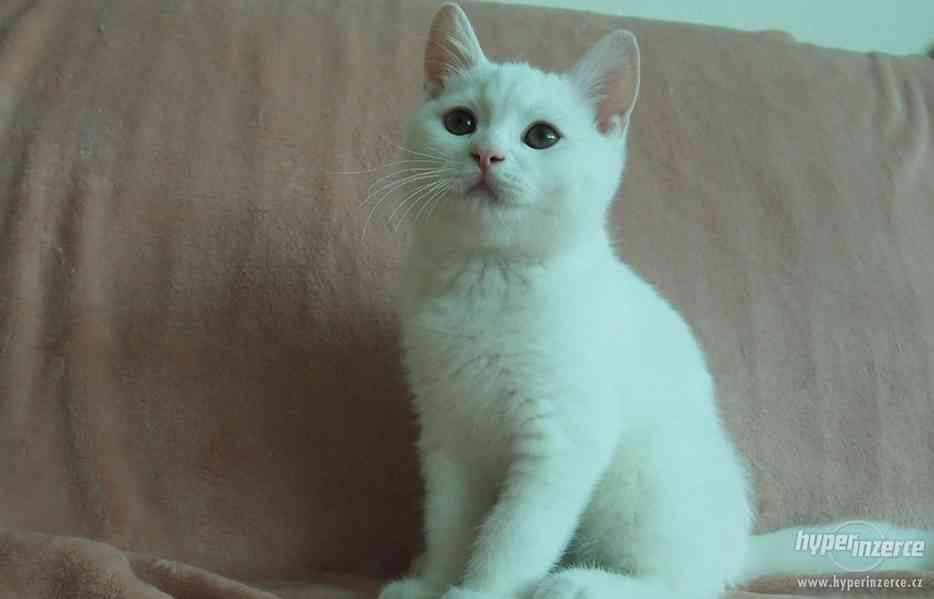 Britská koťátka s PP - kocourci - foto 9