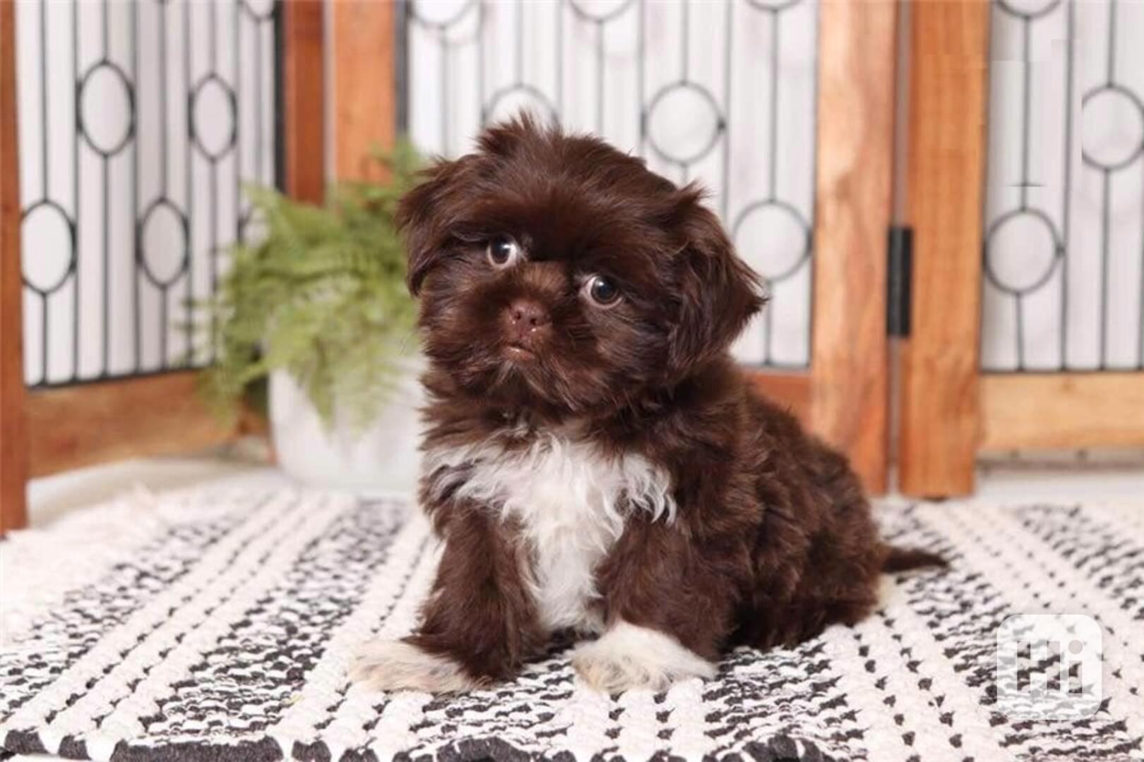 Shih-Tzu štěňatka  - foto 1