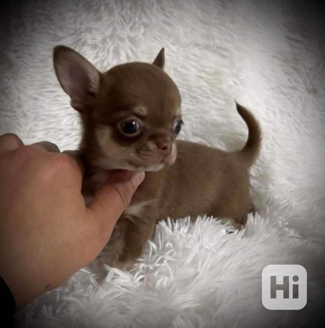 Štěňata čivavy - foto 1