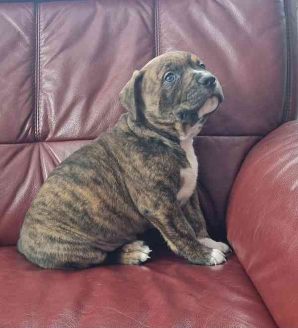 American bully xl  - foto 4