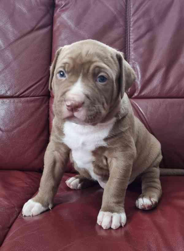 American bully xl  - foto 5