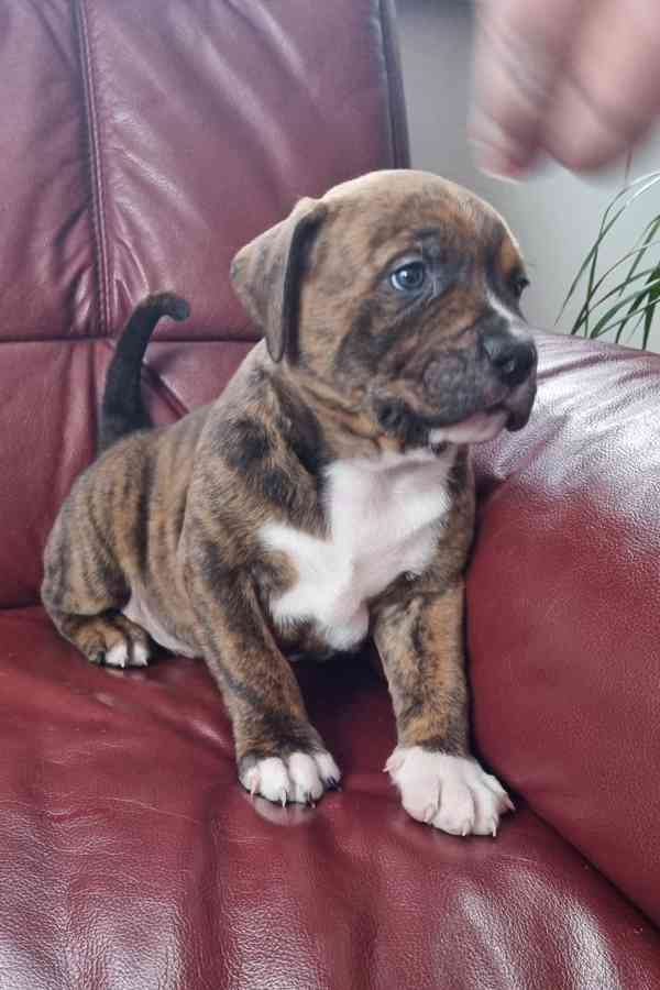 American bully xl  - foto 2