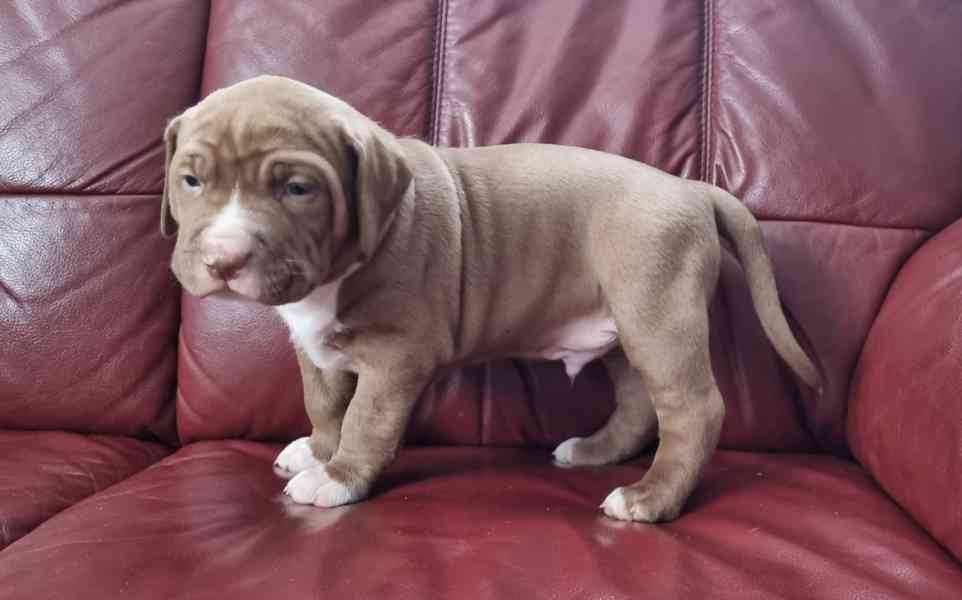 American bully xl  - foto 7