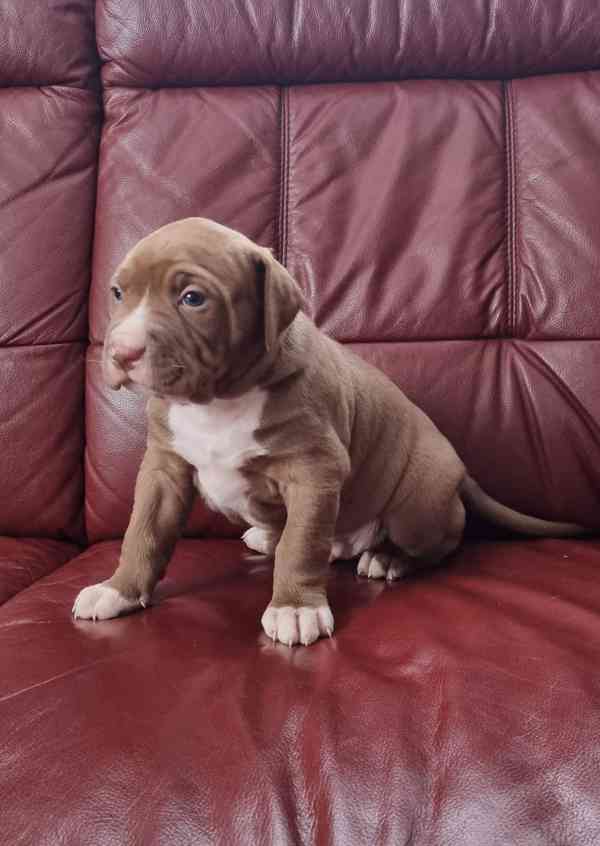 American bully xl  - foto 6