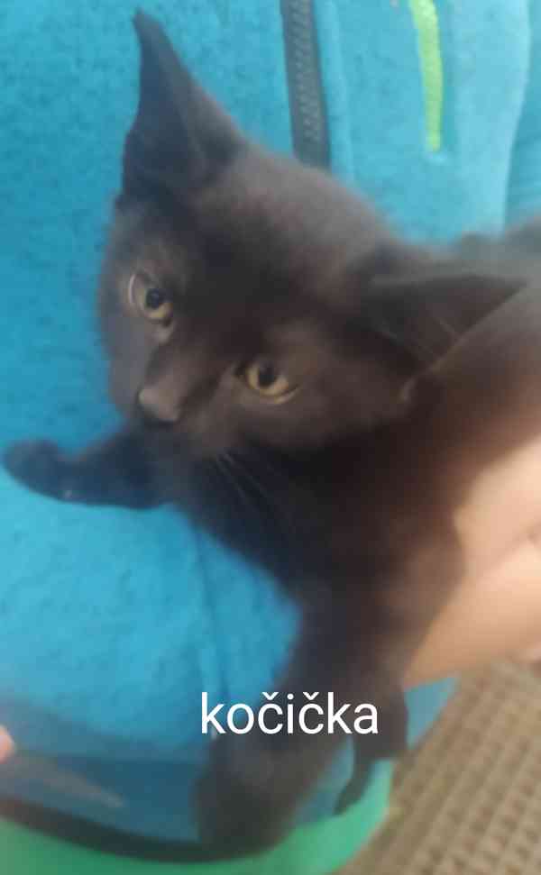 Daruji koťátka - foto 9