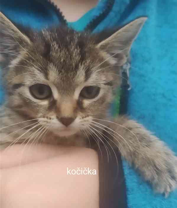 Daruji koťátka - foto 6