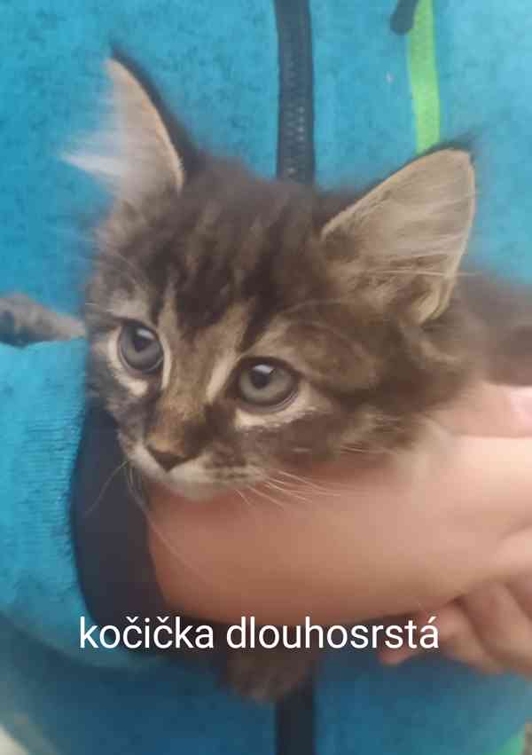 Daruji koťátka - foto 8
