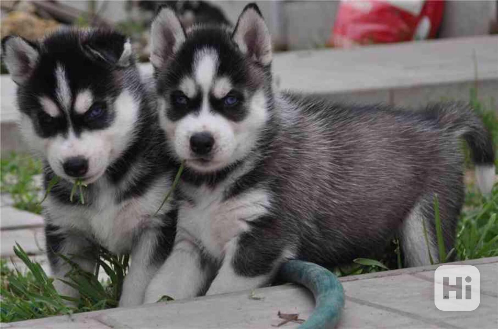 Krásná štěňata sibiřského huskyho k adopci - foto 1
