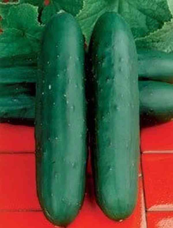 Okurka salátová Perseus F1 - semena