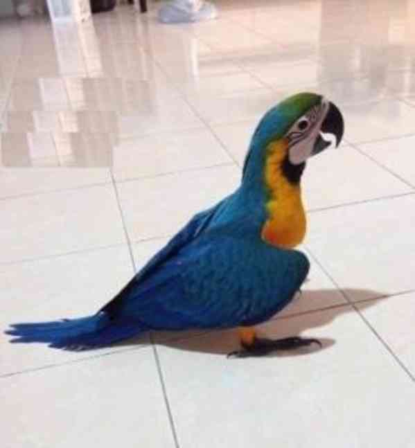 Krásní papoušci arové 