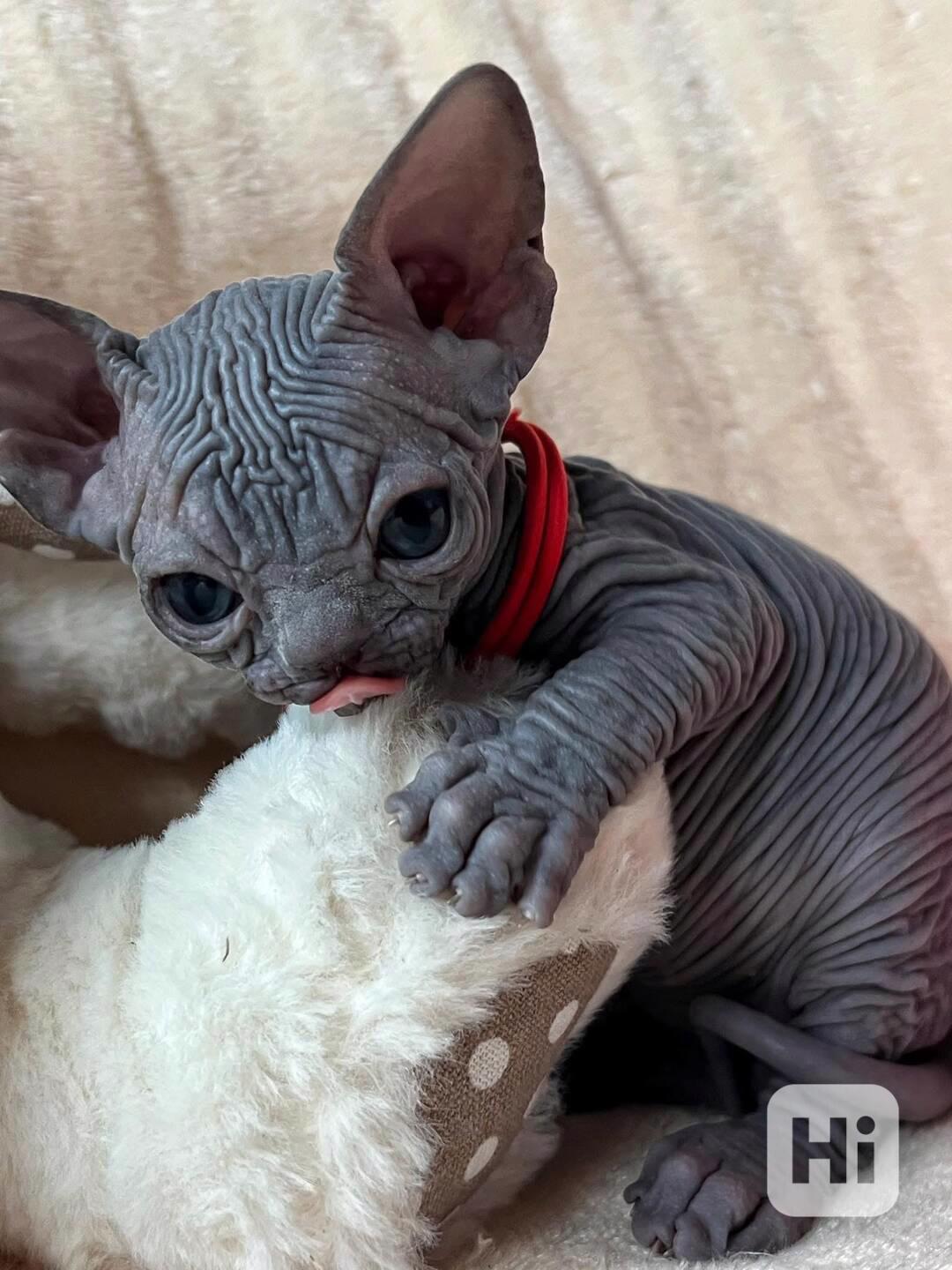 Koťata sphynxů na prodej - foto 1