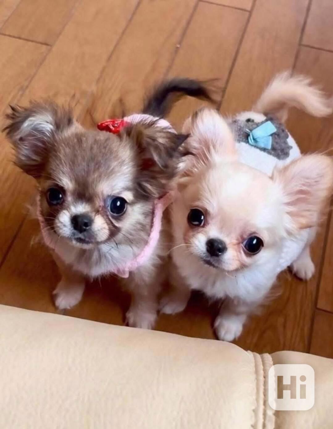 Štěňata čivavy Pp - foto 1