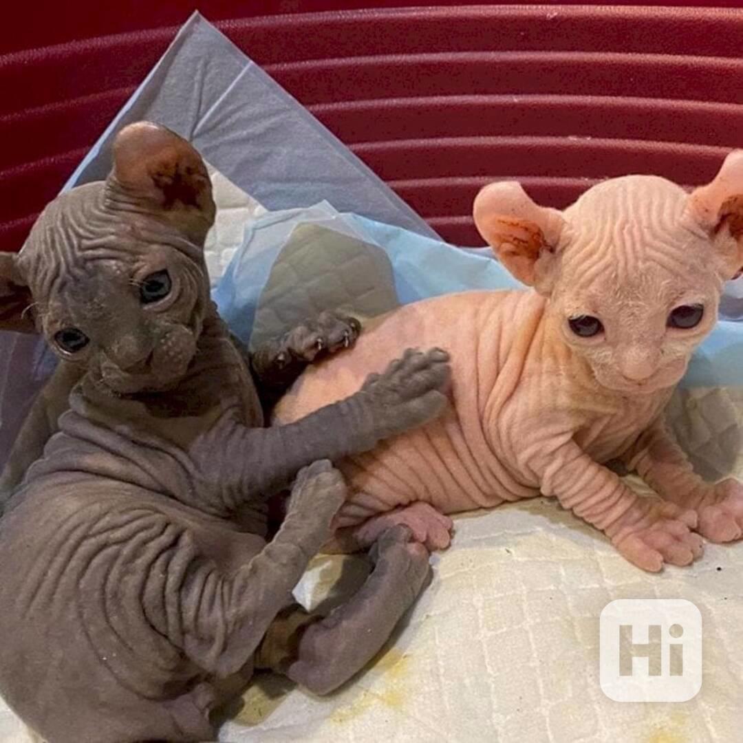  Koťátka sphynxe, samec a samice, připravená k adopci - foto 1