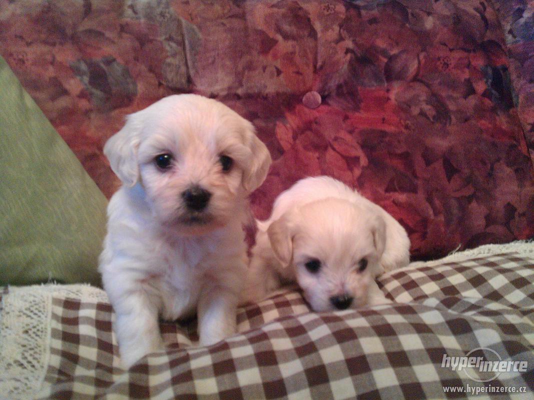 Štěňátka bišonků bez PP - foto 1