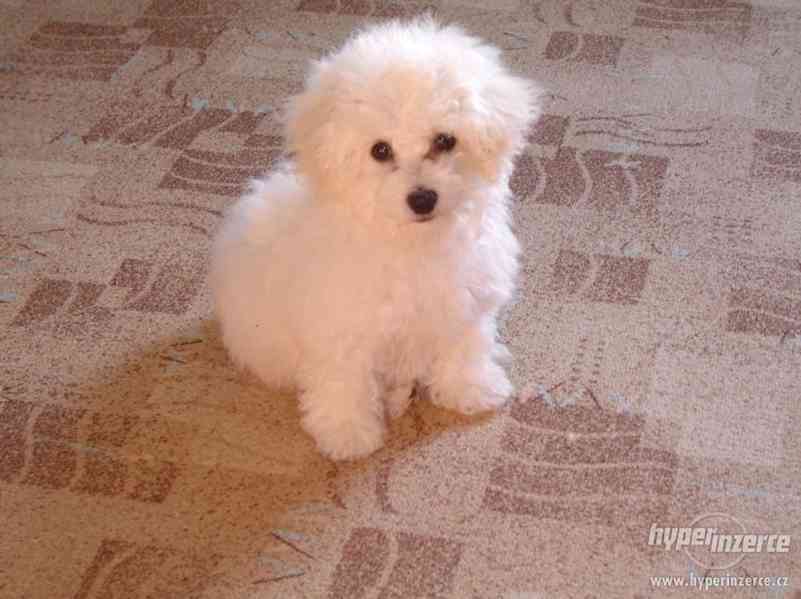 Štěňátka bišonků bez PP - foto 2