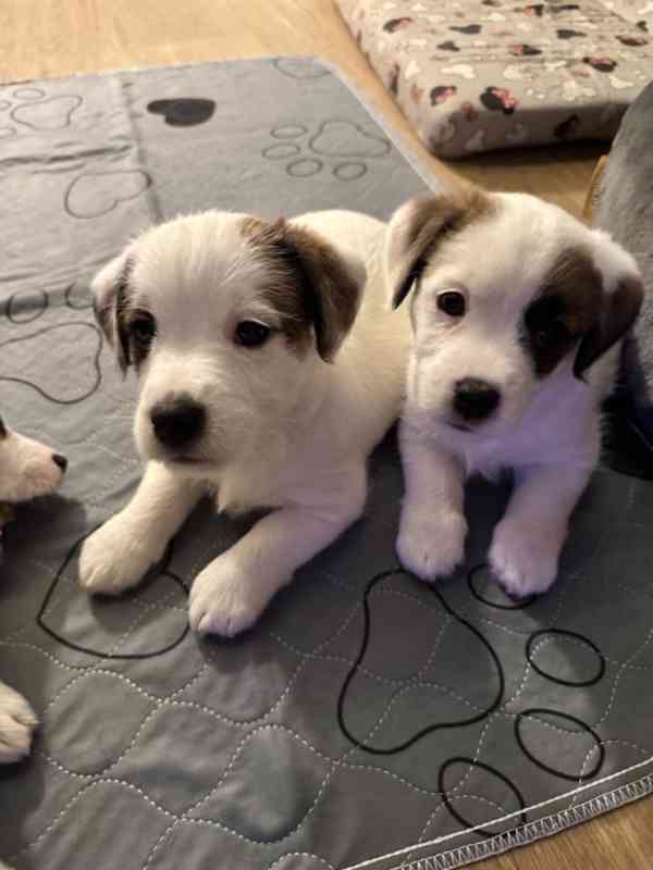 Jack russell terier klučík - foto 1