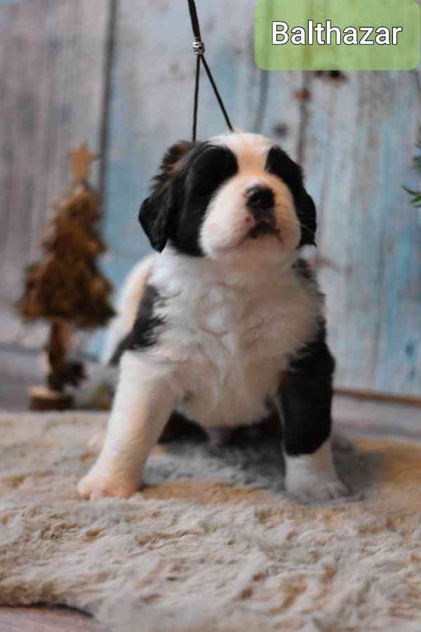 Bernardýn s PP - foto 2