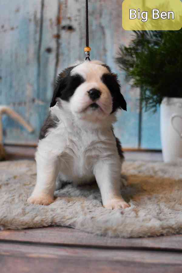 Bernardýn s PP - foto 3