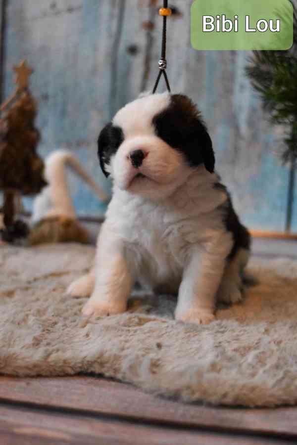 Bernardýn s PP - foto 4