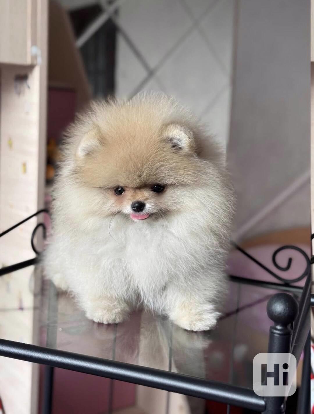 Prodej čistokrevného Pomeraniana - foto 1