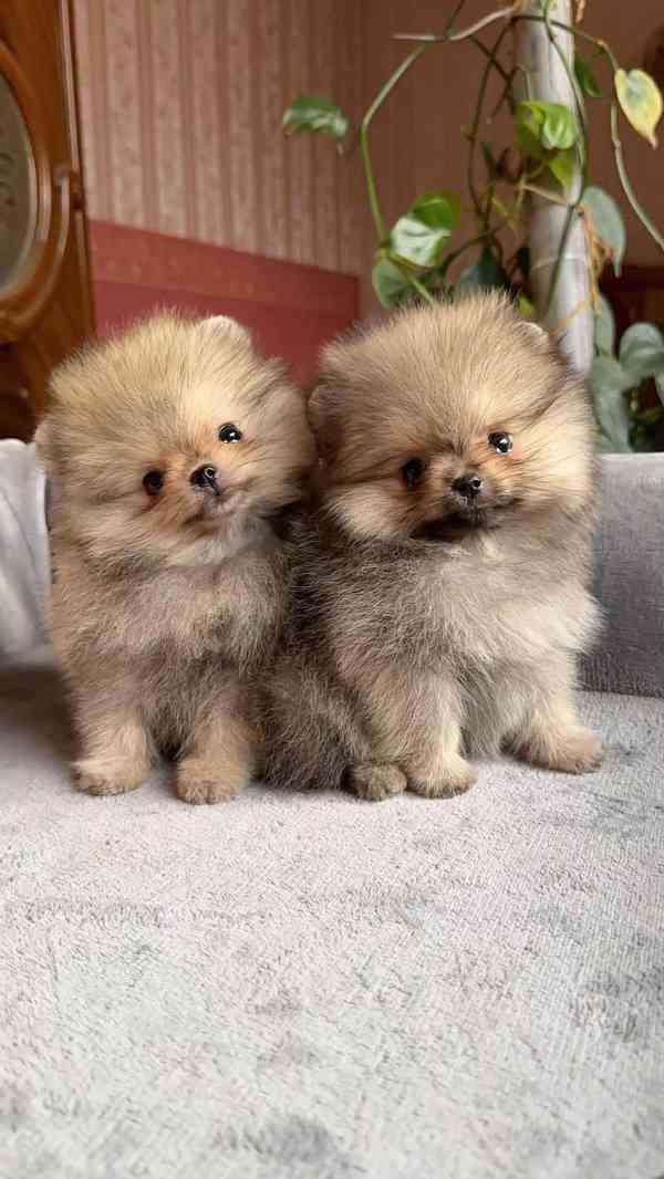 Prodej čistokrevného Pomeraniana - foto 2