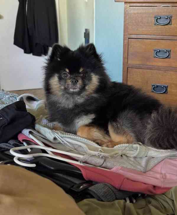 Prodej čistokrevného Pomeraniana - foto 4