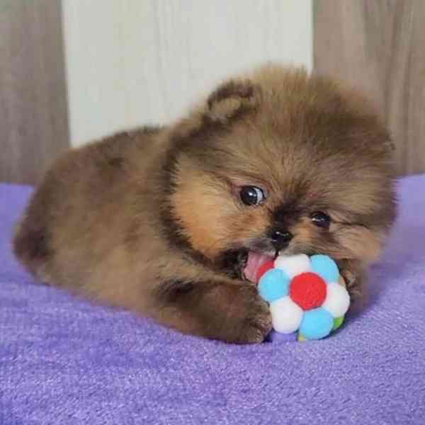 Prodej čistokrevného Pomeraniana - foto 3