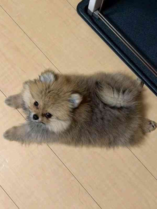 Prodej čistokrevného Pomeraniana - foto 5