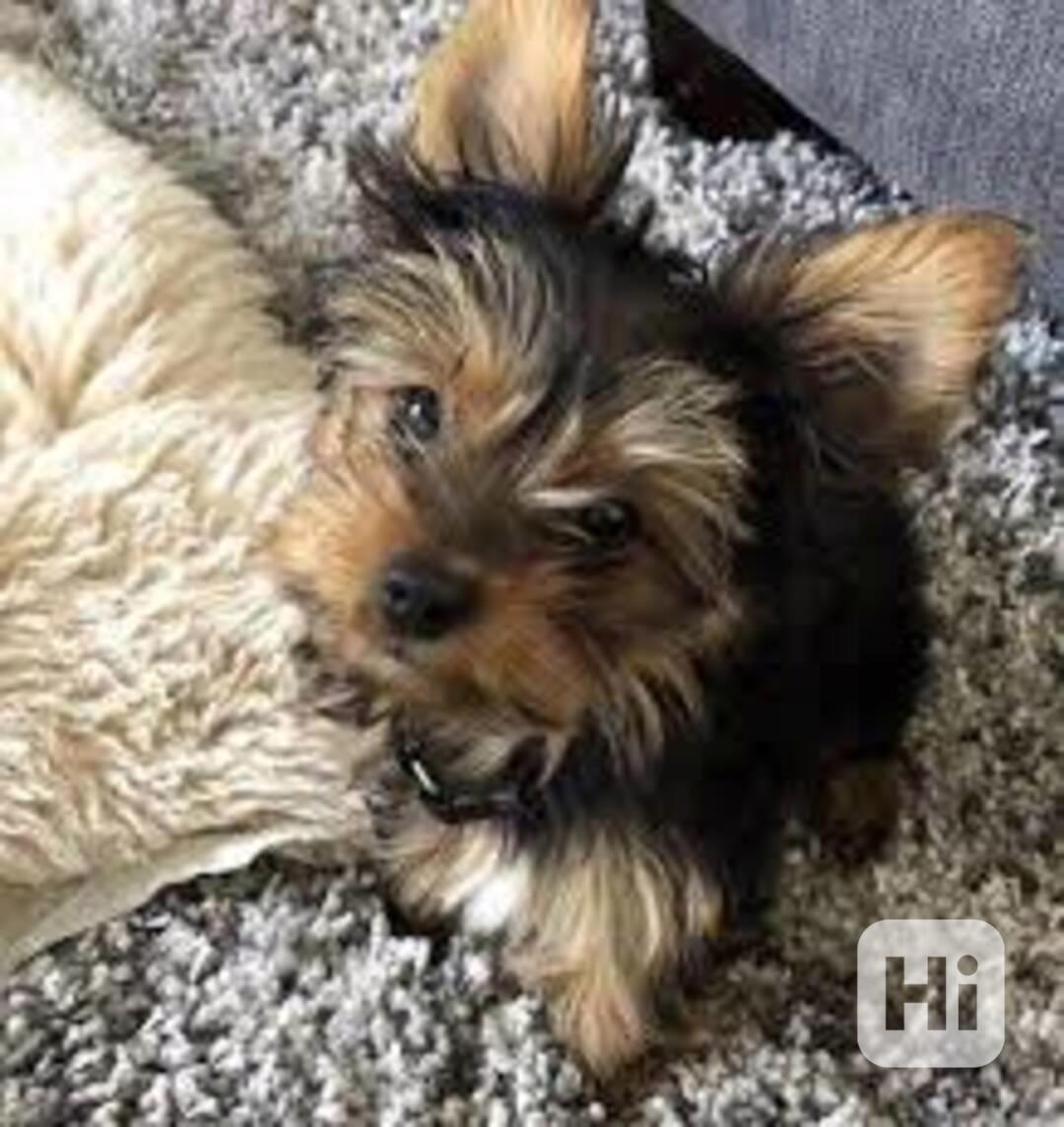 Úžasná štěňátka šálku Yorkie - foto 1
