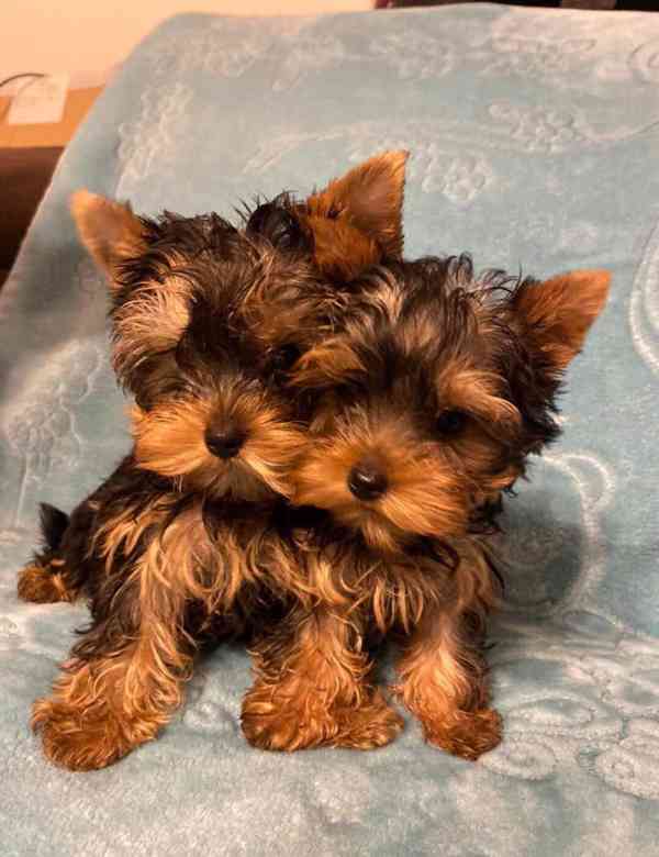 Úžasná štěňátka šálku Yorkie - foto 2