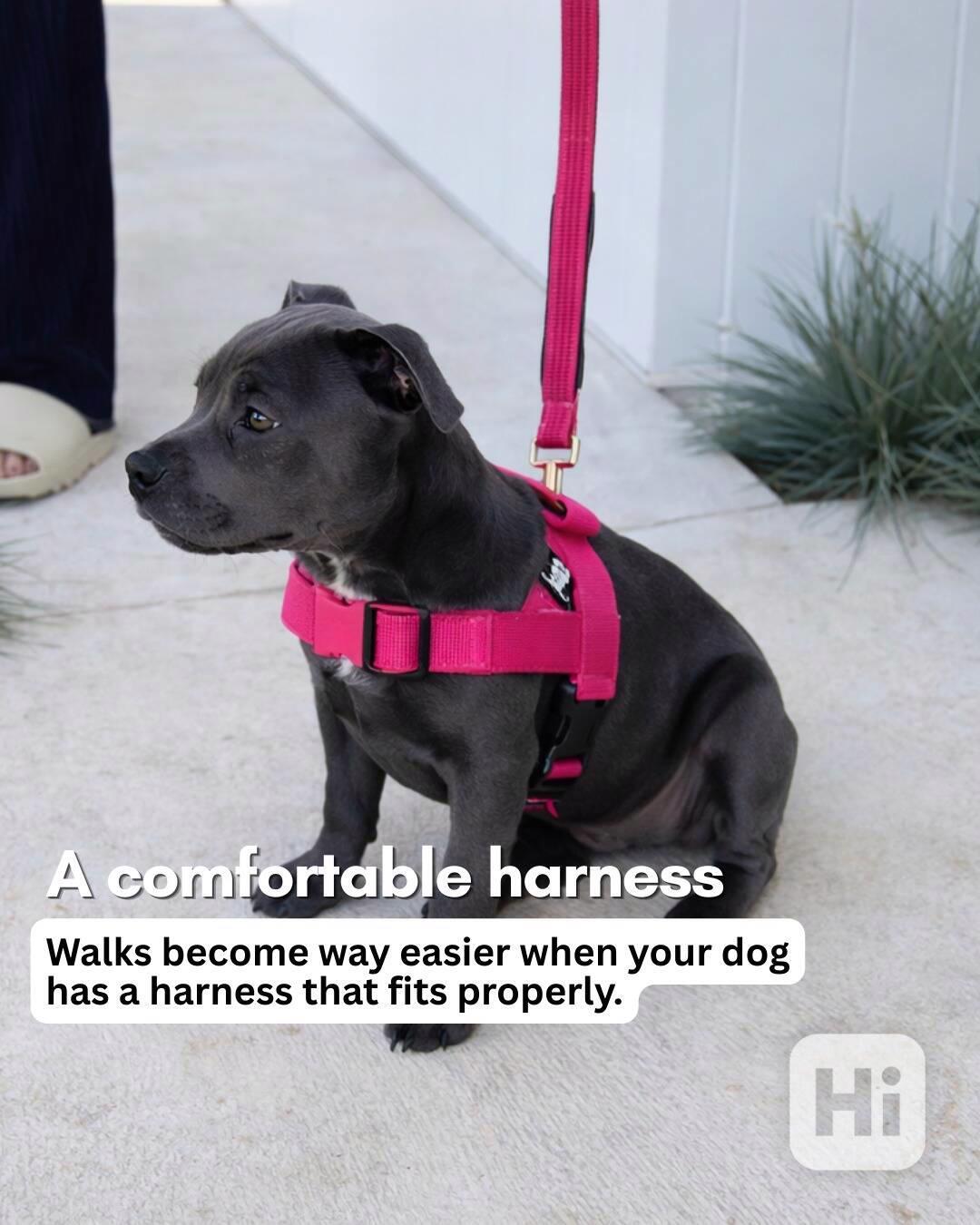 Krásná štěňata anglického buldoka od AKC k adopci. - foto 1