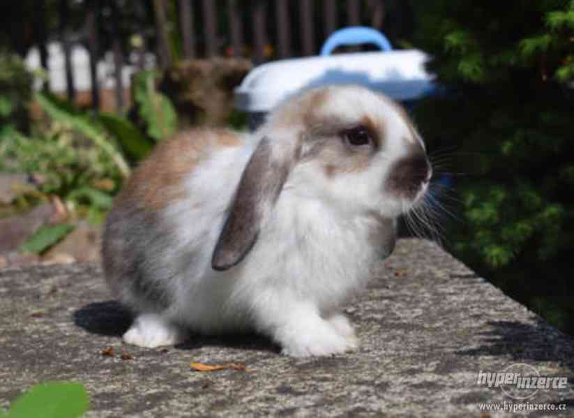 Zakrslý králík beránek - foto 1