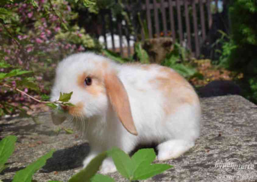 Zakrslý králík beránek - foto 2