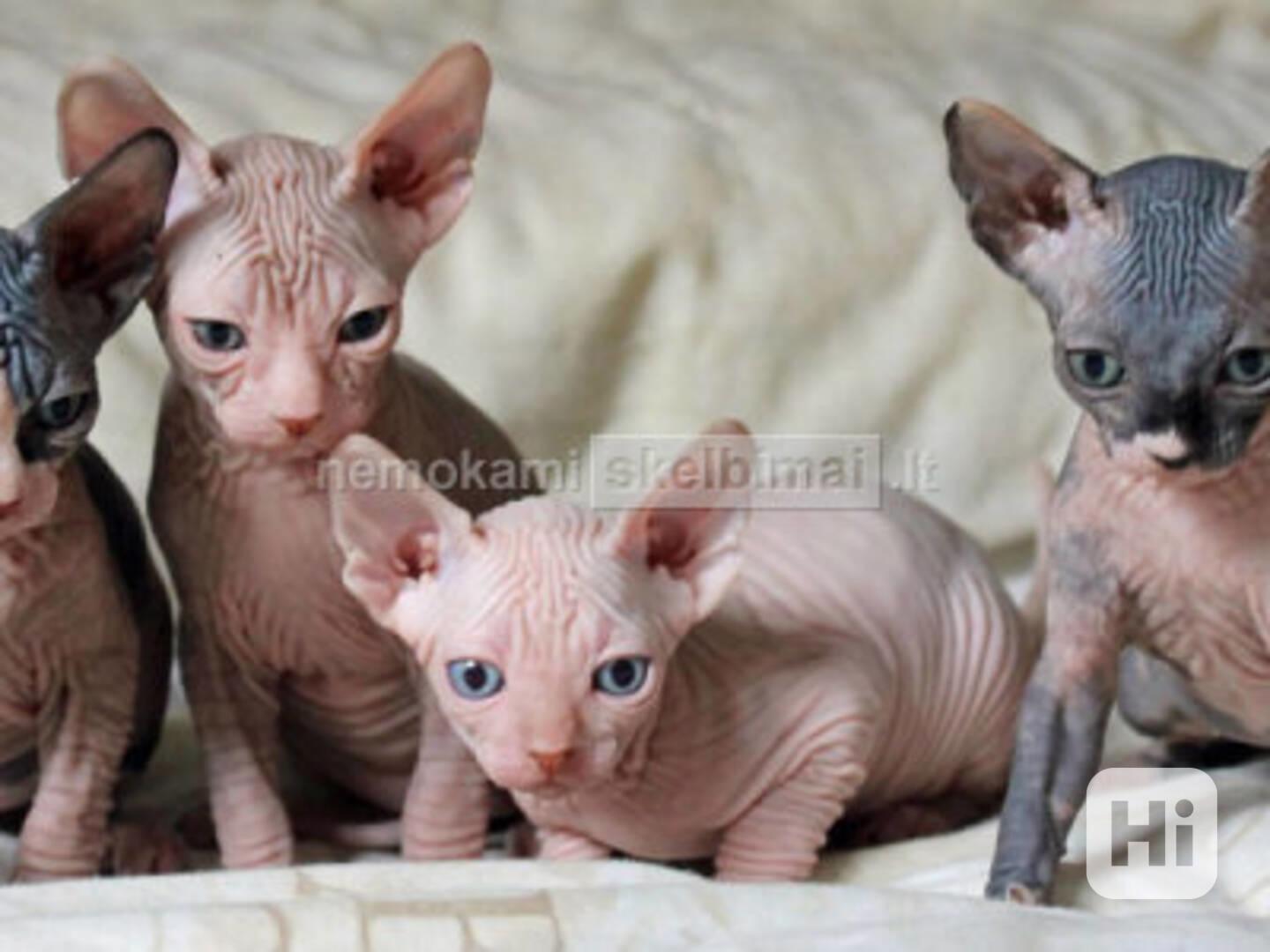 krásná a roztomilá koťátka sphynx k adopci . - foto 1