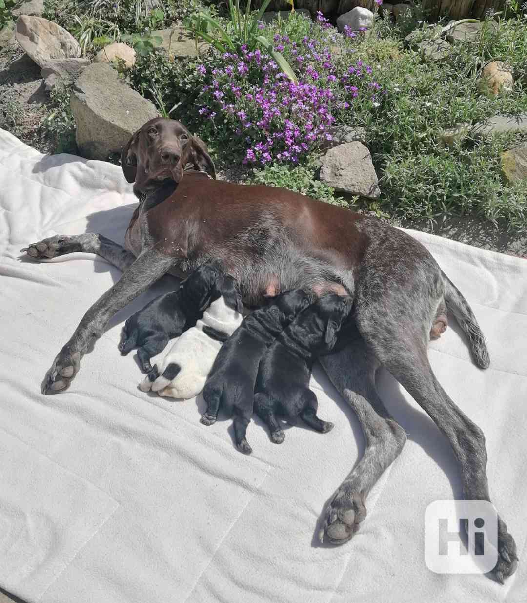 Štěňata NKO  - foto 1