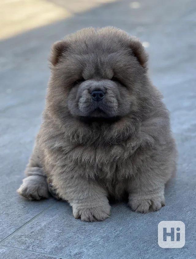 🧸🧸Krásná štěňátka Chow Chow🧸🧸 🧸✨ - foto 1