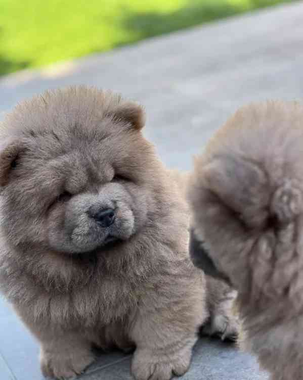 🧸🧸Krásná štěňátka Chow Chow🧸🧸 🧸✨ - foto 2