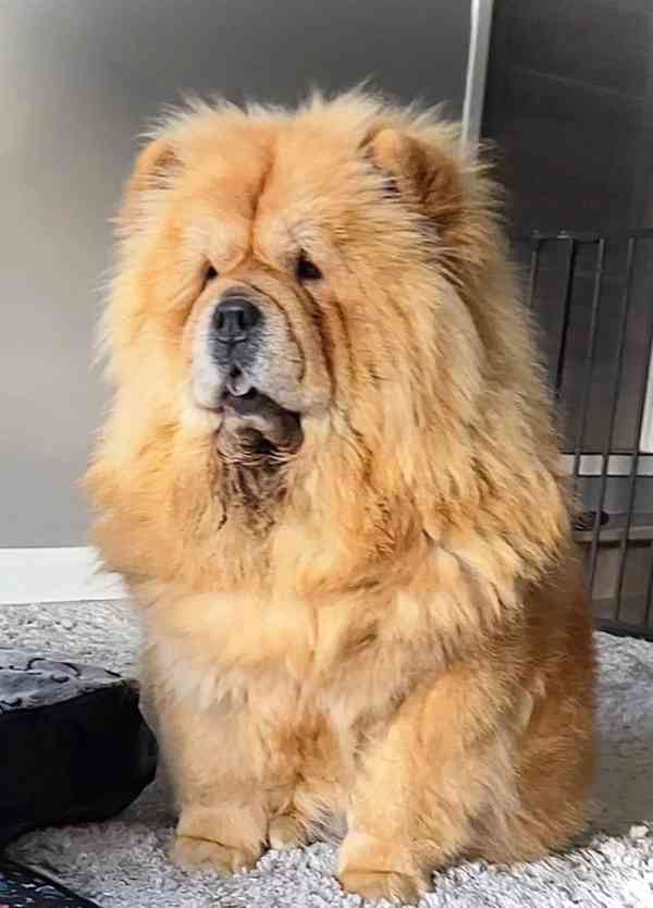 🧸🧸Krásná štěňátka Chow Chow🧸🧸 🧸✨ - foto 14