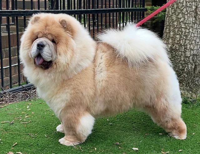 🧸🧸Krásná štěňátka Chow Chow🧸🧸 🧸✨ - foto 13