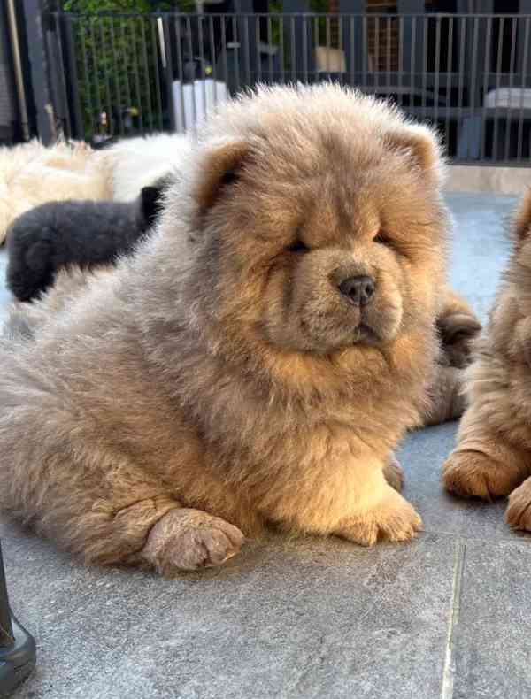 🧸🧸Krásná štěňátka Chow Chow🧸🧸 🧸✨ - foto 7