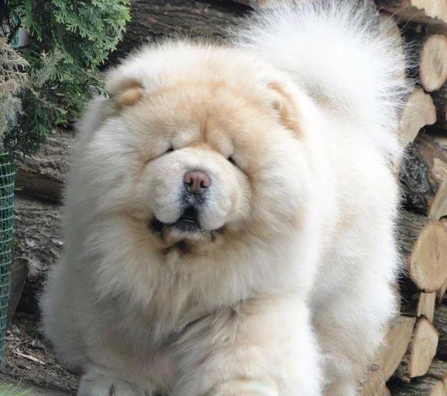 🧸🧸Krásná štěňátka Chow Chow🧸🧸 🧸✨ - foto 9