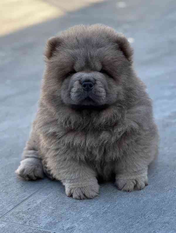 🧸🧸Krásná štěňátka Chow Chow🧸🧸 🧸✨ - foto 1