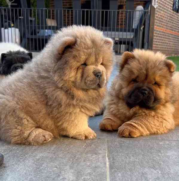 🧸🧸Krásná štěňátka Chow Chow🧸🧸 🧸✨ - foto 6