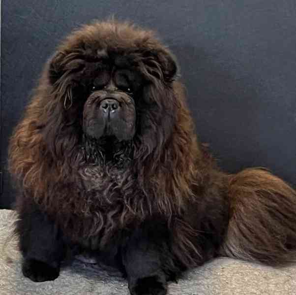 🧸🧸Krásná štěňátka Chow Chow🧸🧸 🧸✨ - foto 8