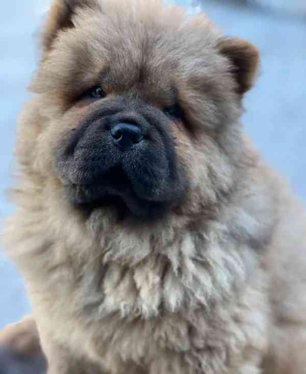 🧸🧸Krásná štěňátka Chow Chow🧸🧸 🧸✨ - foto 4