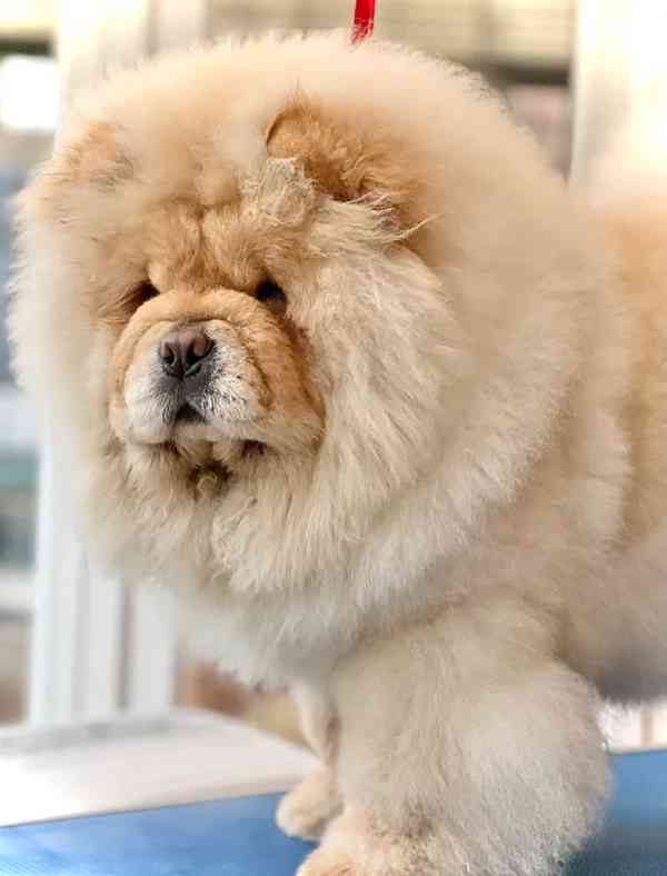 🧸🧸Krásná štěňátka Chow Chow🧸🧸 🧸✨ - foto 10