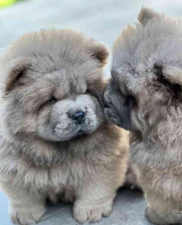 🧸🧸Krásná štěňátka Chow Chow🧸🧸 🧸✨ - foto 3