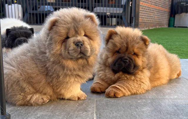 🧸🧸Krásná štěňátka Chow Chow🧸🧸 🧸✨ - foto 5